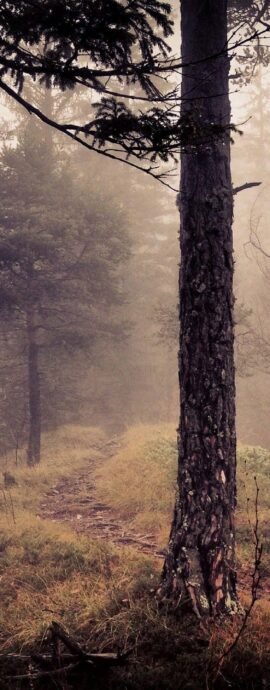 Capture Moment